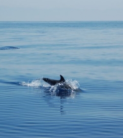 Aeolian Dolphin Research